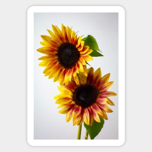 Two Striking Yellow And Orange Sunflowers Sticker